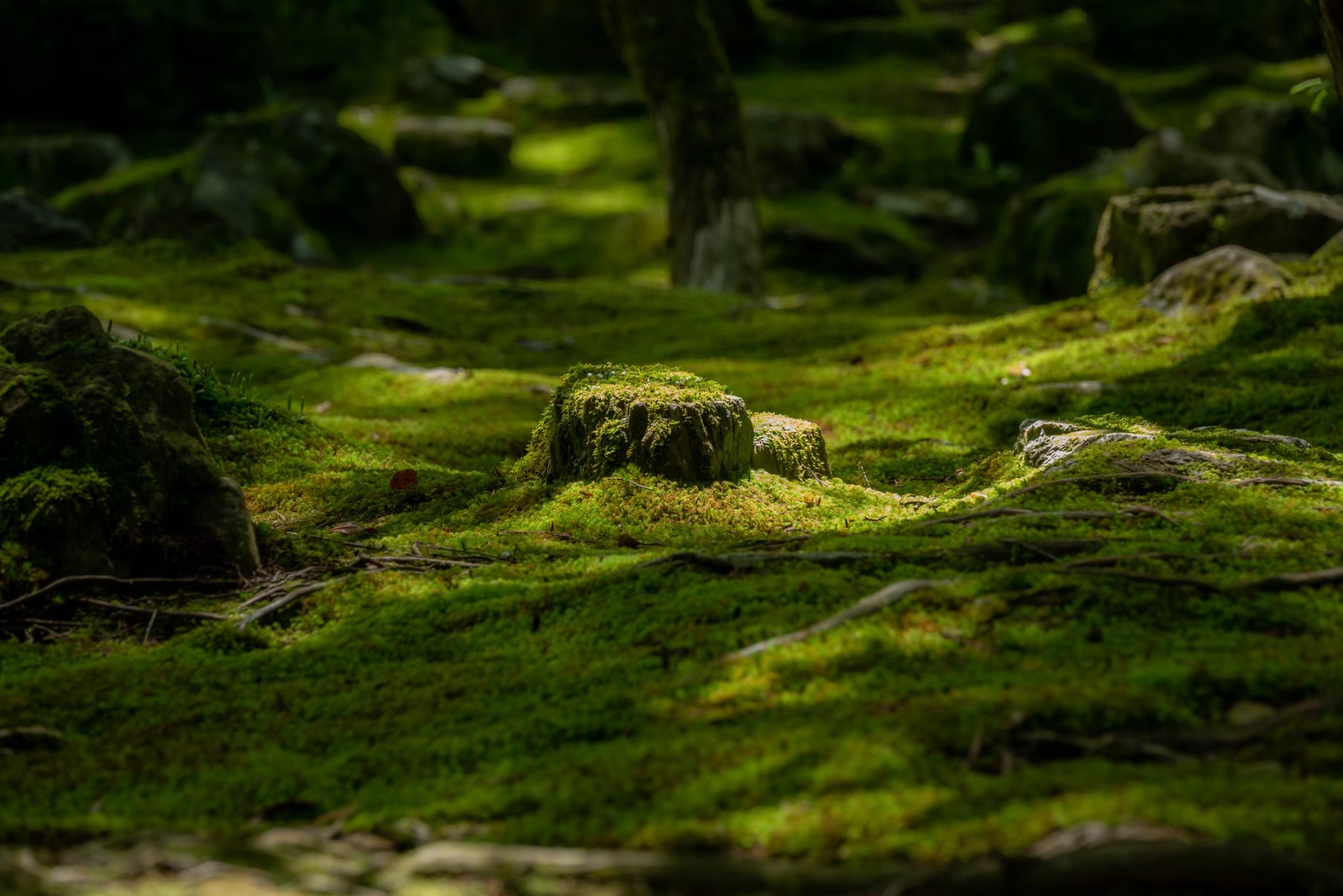 苔寺で有名な西芳寺♪感動の圧倒的絶景を写真・動画でご紹介 | Fantabi〜京都の旅を楽しくするブログ〜